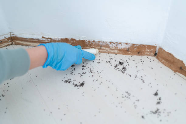 Best Emergency Pest Control  in Jamestown, ND